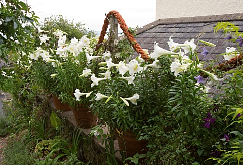 SANDERLINGS__CUMBRIA_DESIGNER__CHRISTOPHER_HOLLIDAY_SEASIDE_GARDEN_ROPE_SWAGS_ON_FENCE_WITH_LILIUM_L