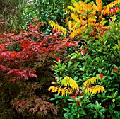 THE RED LEAVES OF ACER PALMATUM WITH PHOTINIA GLABRA AND RHUS GLABRA LACINATA. TRELEAN GARDEN  CORNWALL