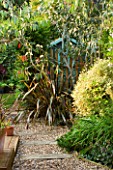 KATHY TAYLORS GARDEN  LONDON: VIEW ALONG PATH TO SHED COVERED BY PHORMIUM AND EUCALYPTUS PAUCIFLORA SUBSP DEBEUZEVILLE
