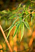 PW PLANTS  NORFOLK: HARDY BAMBOO - LEAVES OF PHYLLOSTACHYS BAMBUSOIDES ALLGOLD