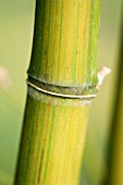 PW PLANTS  NORFOLK: HARDY BAMBOO - PHYLLOSTACHYS VIOLESCENS