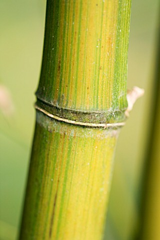 PW_PLANTS__NORFOLK_HARDY_BAMBOO__PHYLLOSTACHYS_VIOLESCENS