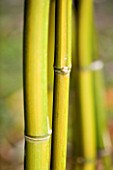 PW PLANTS  NORFOLK: HARDY BAMBOO - PHYLLOSTACHYS VIOLESCENS