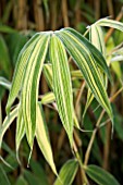 PW PLANTS  NORFOLK: HARDY BAMBOO - LEAF OF PSEUDOSASA JAPONICA AKEBONOSUJI
