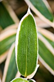 PW PLANTS  NORFOLK: HARDY BAMBOO - LEAF OF SASA VEITCHII -