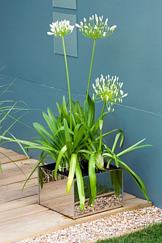 HAMPTON_COURT_2006__DESIGNER_ALAN_SMITH__WHITE_AGAPANTHUS_IN_METAL_CONTAINER_ON_WOODEN_TERRACE_WITH_