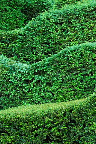 VEDDW_HOUSE_GARDEN__GWENT__WALES_DESIGNERS_ANNE_WAREHAM_AND_CHARLES_HAWES__CLIPPED_YEW_HEDGES_IN_THE