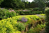 VEDDW HOUSE GARDEN  GWENT  WALES: DESIGNERS ANNE WAREHAM AND CHARLES HAWES - THE CRESCENT BORDER WITH MASSES OF ALCHEMILLA MOLLIS AND  EPILOBIUM ANGUSTIFOLIUM
