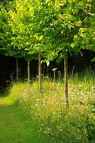 VEDDW_HOUSE_GARDEN__GWENT__WALES_DESIGNERS_ANNE_WAREHAM_AND_CHARLES_HAWES__THE_MEADOW_WITH_AN_AVENUE