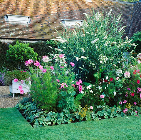 BORDER_WITH_PINK_COSMOS_AND_WHITE_BUDDLEJA_CHENIES_MANOR_GARDEN__BUCKINGHAMSHIRE