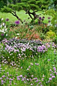 HUNMANBY GRANGE  YORKSHIRE: HERBACEOUS BORDER WITH JUNIPERUS VIRGINIANA GREY OWL PRUNED INTO CLOUD SHAPE  PURPLE SAGE  FLOWERING CHIVES AND CISTUS (ROCK ROSE)