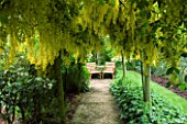 HUNMANBY GRANGE   YORKSHIRE. A PLACE TO SIT. PATH LEADING TO SEATING AREA IN LABURNUM AVENUE/TUNNEL UNDERPLANTED WITH ALCHEMILLA MOLLIS (LADYS MANTLE)