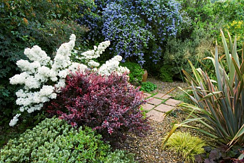 HUNMANBY_GRANGE__YORKSHIRE_GRAVEL_AND_PAVED_AREA_WITH_BERBERIS_DARTS_RED_LADY___OLEARIA_SCILLONIENSI