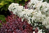HUNMANBY GRANGE  YORKSHIRE: PLANT COMBINATION - BERBERIS THUNBERGII DARTS RED LADY  AND OLEARIA SCILLONIENSIS