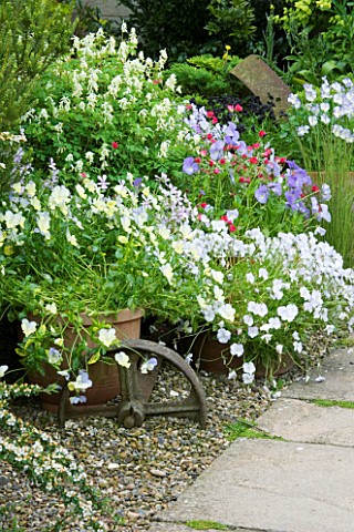HUNMANBY_GRANGE__YORKSHIRE_BORDER_WITH_SCENTED_VIOLA_REBECCA_AND_MYFANWY