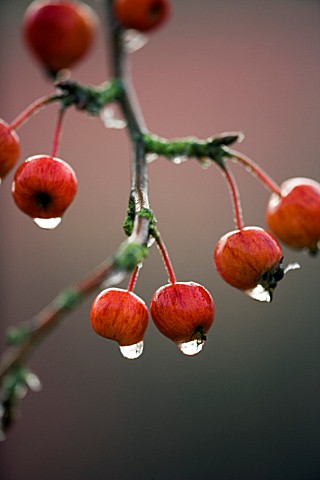 CLOSE_UP_OF_THE_RED_FRUIT_OF_MALUS_EVEREST_RAINDROPS__RED__BERRIES__WINTER