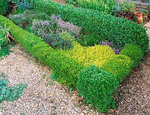 THYME_BED_IN_THE_HERB_GARDEN_AT_LOWER_SEVERALLS__SOMERSET