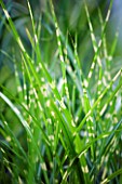 WILDLY RURAL NURSERY  CUMBRIA - MISCANTHUS SINENSIS ZEBRINUS - ZEBRA GRASS