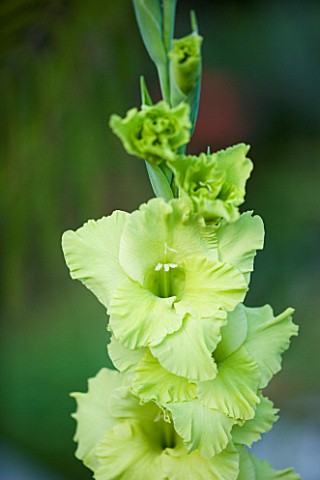 YEWBARROW_HOUSE_GARDENS__CUMBRIA__CLOSE_UP_OF_LIME_GREEN_GLADIOLUS_GREEN_GODDESS_IN_THE_ITALIAN_TERR