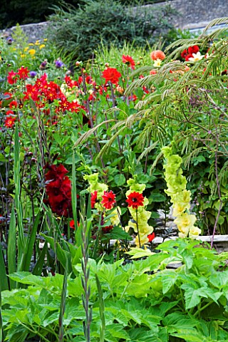YEWBARROW_HOUSE_GARDENS__CUMBRIA__LIME_GREEN_GLADIOLUS_GREEN_GODDESS_AND_RED_DAHLIAS_IN_THE_ITALIAN_