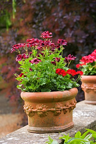 CHURCH_FARM__NORTHAMPTONSHIRE_PELARGONIUMS_IN_TERRACOTTA_CONTAINERS