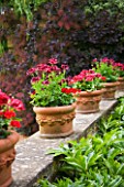 CHURCH FARM  NORTHAMPTONSHIRE: PELARGONIUMS IN TERRACOTTA CONTAINERS
