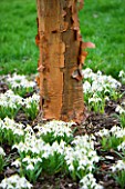 WOODPECKERS  WARWICKSHIRE  WINTER: GALANTHUS SANDERSII NEXT TO THE BARK OF ACER GRISEUM