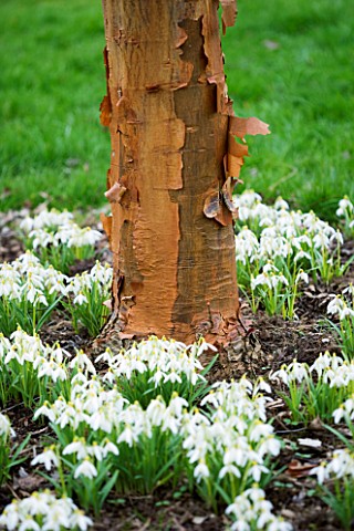 WOODPECKERS__WARWICKSHIRE__WINTER_GALANTHUS_SANDERSII_NEXT_TO_THE_BARK_OF_ACER_GRISEUM