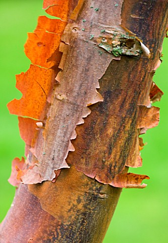 WOODPECKERS__WARWICKSHIRE__WINTER_THE_BARK_OF_ACER_GRISEUM