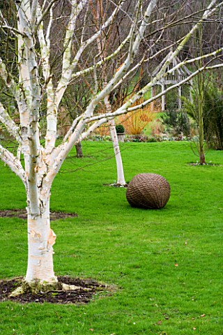 WOODPECKERS__WARWICKSHIRE__WINTER_WOVEN_WILLOW_SCULPTURE_BALL_ON_LAWN_WITH_BETULA_UTILIS_VAR_JACQUEM