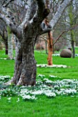 WOODPECKERS  WARWICKSHIRE  WINTER: SNOWDROPS BENEATH A TREE IN THE LAWN WITH ACER GRISEUM BEYOND