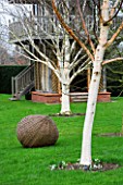 WOODPECKERS  WARWICKSHIRE  WINTER: LAWN WITH BETULA HERGEST  BETULA UTILIS VAR JACQUEMONTII AND WOVEN WILLOW SCULPTURE