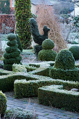 WOODPECKERS__WARWICKSHIRE__WINTER_THE_FORMAL_TOPIARY_GARDEN_IN_FROST_WITH_KNOT_GARDEN_AND_BOX_TOPIAR