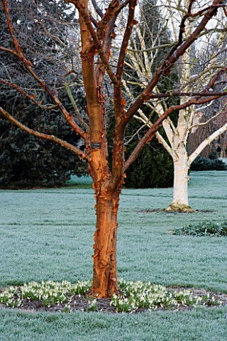 WOODPECKERS__WARWICKSHIRE__WINTER_FROSTED_LAWN_WITH_ACER_GRISEUM__GALANTHUS_SANDERSII_GP_AND_BETULA_