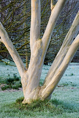 WOODPECKERS__WARWICKSHIRE__WINTER_EUCALYPTUS_PAUCIFLORA_NIPHOPHILA_ON_THE_LAWN_COVERED_WITH_FROST