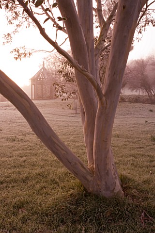 WOODPECKERS__WARWICKSHIRE__WINTER_EUCALYPTUS_PAUCIFLORA_NIPHOPHILA_ON_THE_LAWN_COVERED_WITH_FROST_BE