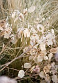 WOODPECKERS  WARWICKSHIRE  WINTER: FROSTED SEEDHEADS OF LUNNARIA ANNUA (HONESTY)