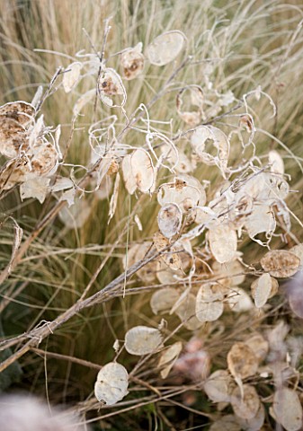 WOODPECKERS__WARWICKSHIRE__WINTER_FROSTED_SEEDHEADS_OF_LUNNARIA_ANNUA_HONESTY