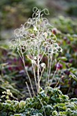 WOODPECKERS  WARWICKSHIRE  WINTER: FROSTED SEEDHEADS OF LUNNARIA ANNUA (HONESTY)