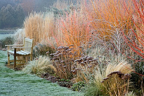 WOODPECKERS__WARWICKSHIRE__WINTER_FROSTED_BORDER_WITH_SEDUMS__GRASSES__A_WOODEN_BENCH__CORNUS_WINTER