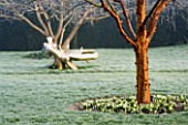 WOODPECKERS  WARWICKSHIRE  WINTER: FROSTED LAWN WITH ACER GRISEUM  GALANTHUS SANDERSII  A WOODEN BENCH