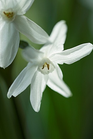 NARCISSUS_PAPERWHITE__SCENT__SCENTED__FRAGRANT__CLOSE_UP__WHITE_BLOOMS
