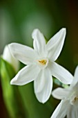 NARCISSUS PAPERWHITE - SCENT  SCENTED  FRAGRANT  CLOSE UP  WHITE BLOOMS