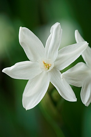 NARCISSUS_PAPERWHITE__SCENT__SCENTED__FRAGRANT__CLOSE_UP__WHITE_BLOOMS