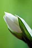 EMERGING BUD OF NARCISSUS PAPERWHITE - SCENT  SCENTED  FRAGRANT  CLOSE UP  WHITE BLOOMS
