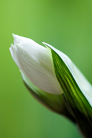 EMERGING_BUD_OF_NARCISSUS_PAPERWHITE__SCENT__SCENTED__FRAGRANT__CLOSE_UP__WHITE_BLOOMS