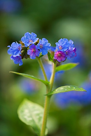 PULMONARIA_HIGHDOWN_BLUE__FLOWER_SPRING