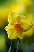 NARCISSUS DELIBES. YELLOW  SPRING  EASTER  BULB