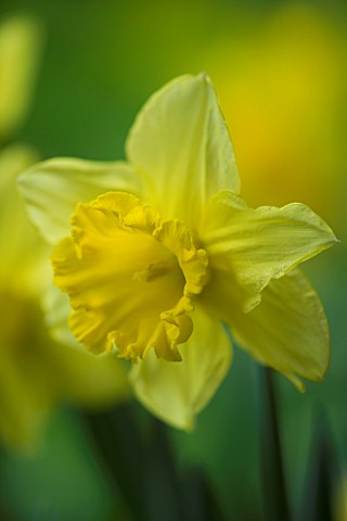 NARCISSUS_LAS_VEGAS_YELLOW__SPRING__EASTER__BULB