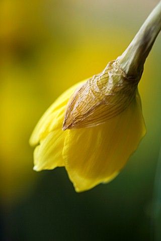 NARCISSUS_CARLTON_YELLOW__SPRING__EASTER__BULB